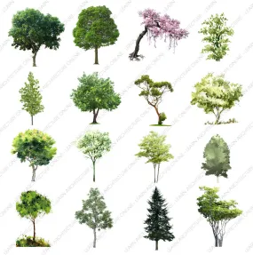 40 Tree Elevation Cutouts